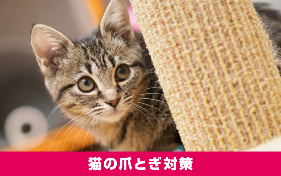 賃貸物件でもできる猫の爪とぎ対策